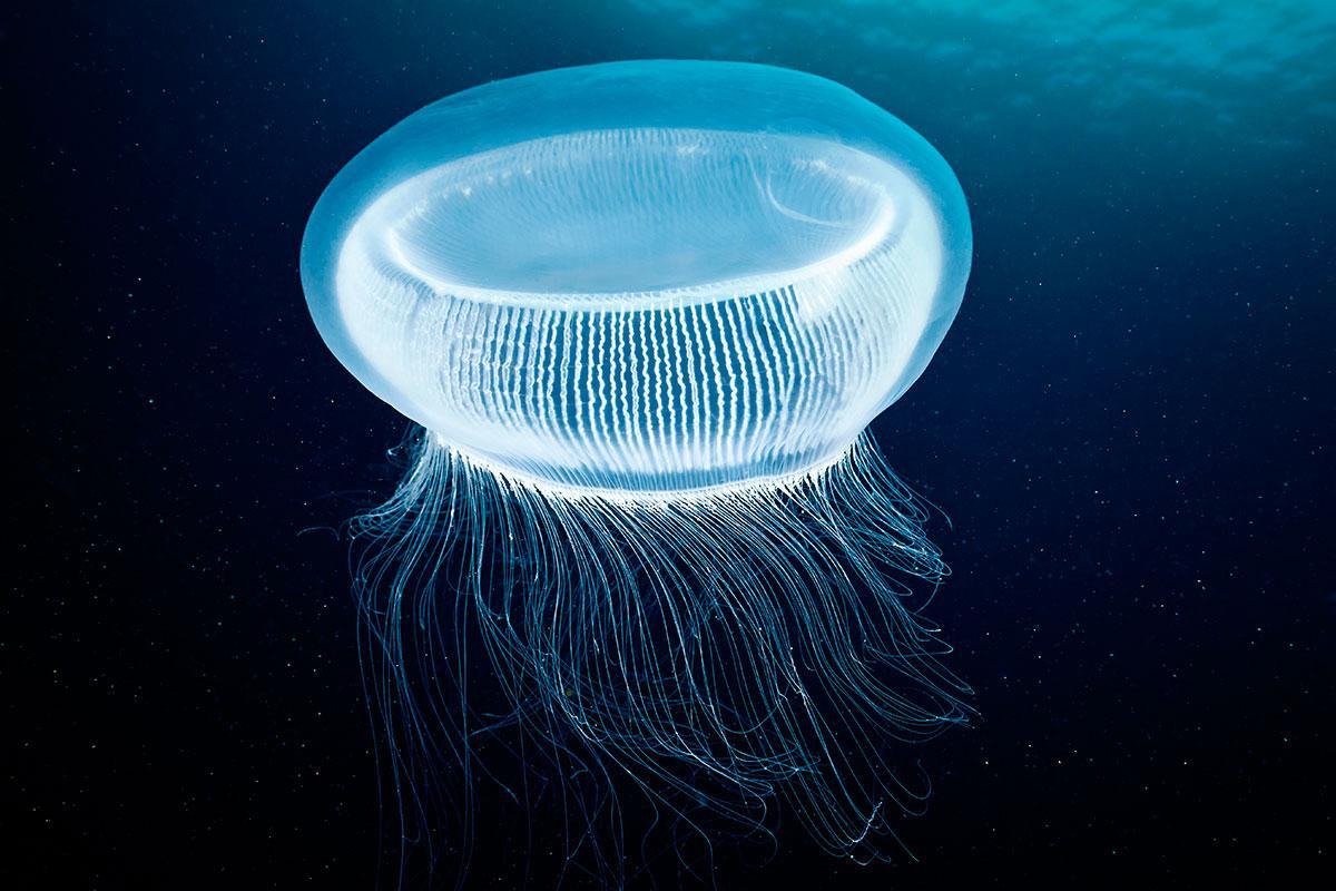 newscientist's tweet photo. Fluorescent jellyfish proteins light up unconventional laser https://t.co/ru3IEZ9fK7 https://t.co/2MyibRlzq8