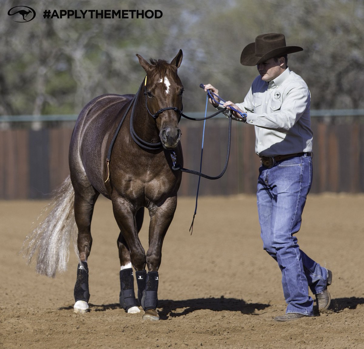 DownunderHorse's tweet image. Whenever you are around your horse, you're training him, whether you realize it or not. - Clinton #ApplyTheMethod