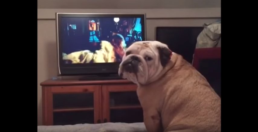 BulliePost's tweet image. Adorable bullie just wants to protect their human... on tv.
See the video - bit.ly/2bs3Gd1