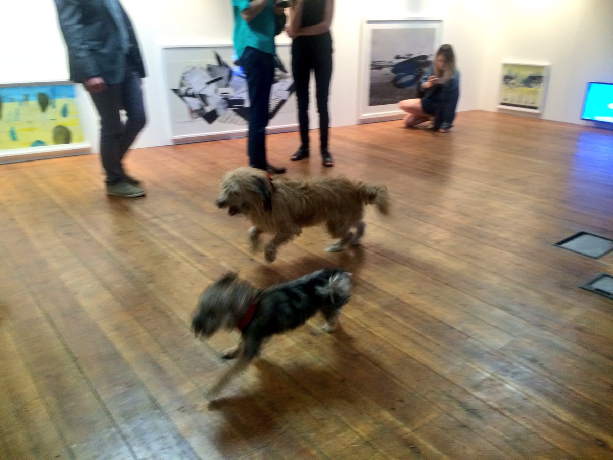 JeffTakesOff's tweet photo. Art gallery zoomies with @ShepherdsPieDog #ArtforDogs #Playmore #LoveLondon #FridayFeeling https://t.co/cxNRkHUqOl