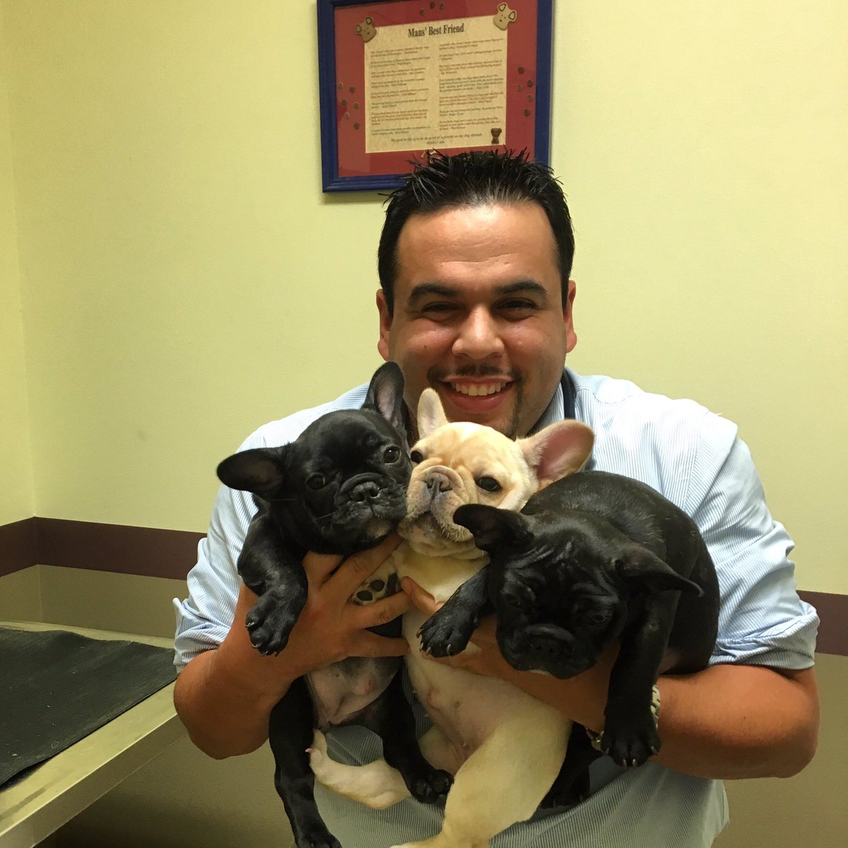 DocWestMusic's tweet photo. On stage one night...the next day holding frenchies! 😁😍. #countrymusic #vetstuff #frenchies https://t.co/q7rkb65EjL