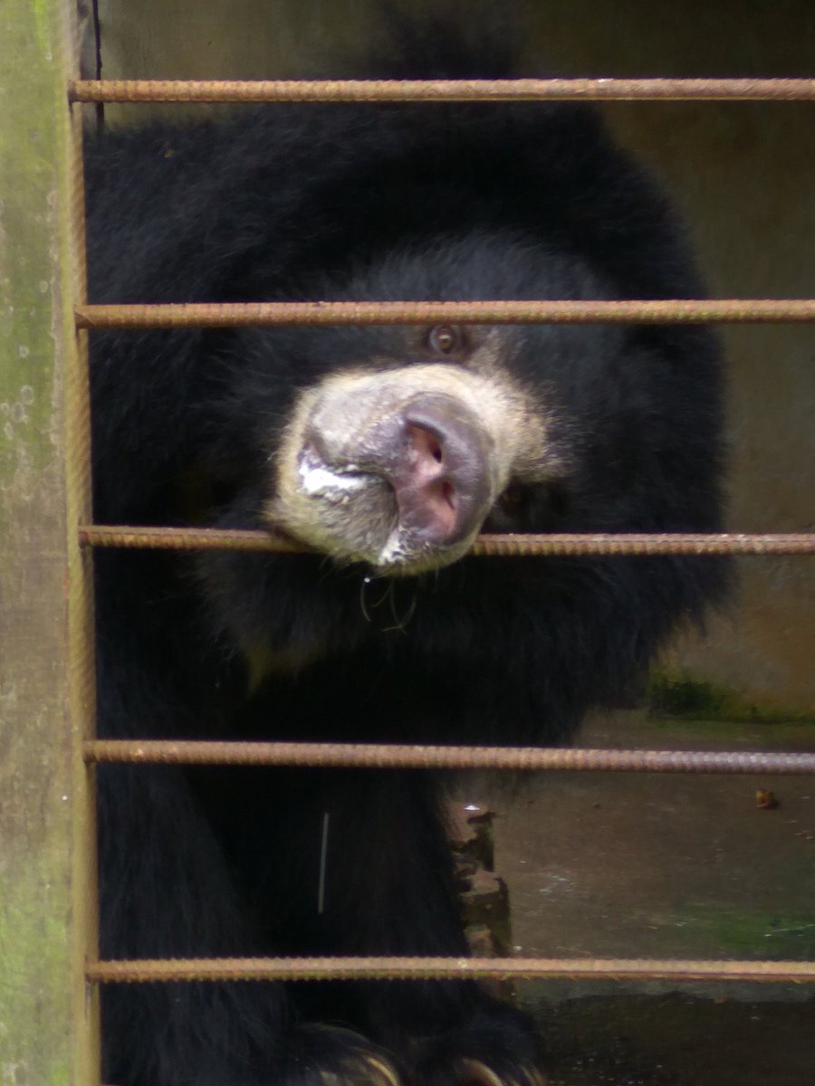 Yetigonefishing's tweet photo. Hello. #Bear  in worse condition on a small cage in #jamunkhadi #Jhapa 
#WorldPhotoDay 
#WorldPhotographyDay 
#Nep https://t.co/fJzHFKSNZ1