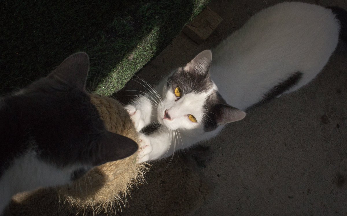 Adoptable Linus stretches before competing in #cat gymnastics. #CatOlympics #AdoptDontShop #CatRescue #Cute #Chicago