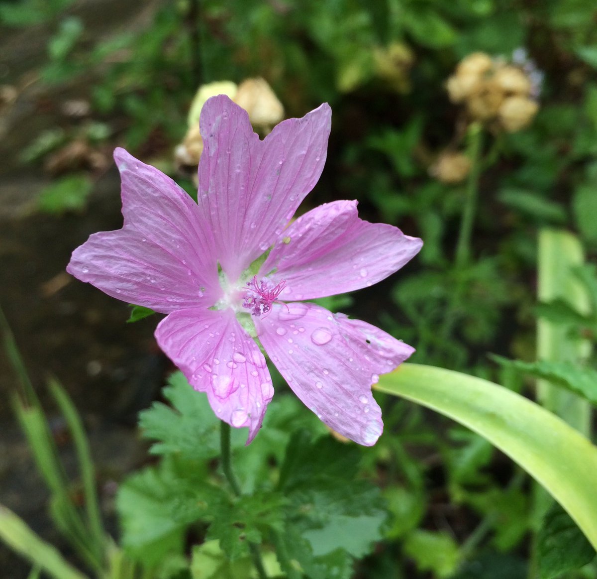 Constgardener's tweet photo. The #musk #mallow's paper thin #petals looking good despite #London #rain
Client's #cottage #garden
#Malva #moschata https://t.co/p3gPcGEiGA