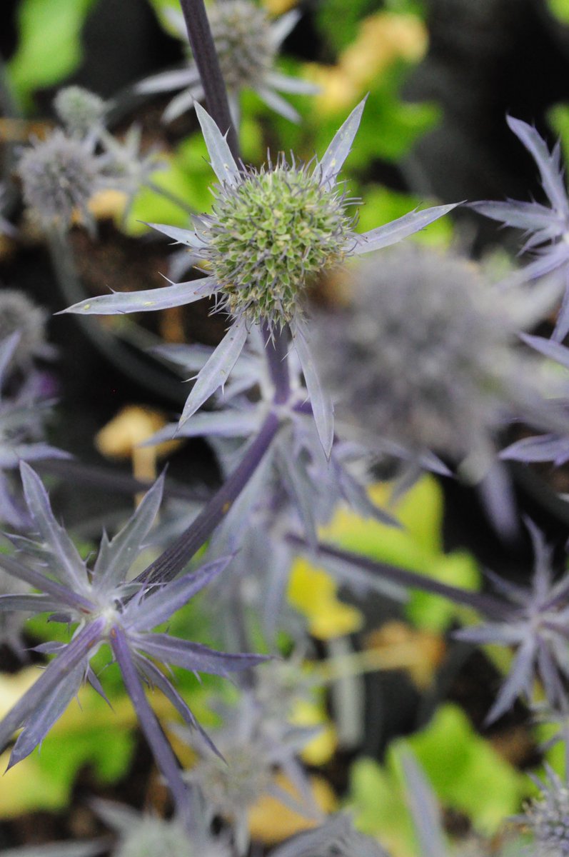#FridayFlower is 'Blue Glitter' Sea Holly: goo.gl/qNP0vC This perennial is perfect for a sunny spot #ROC