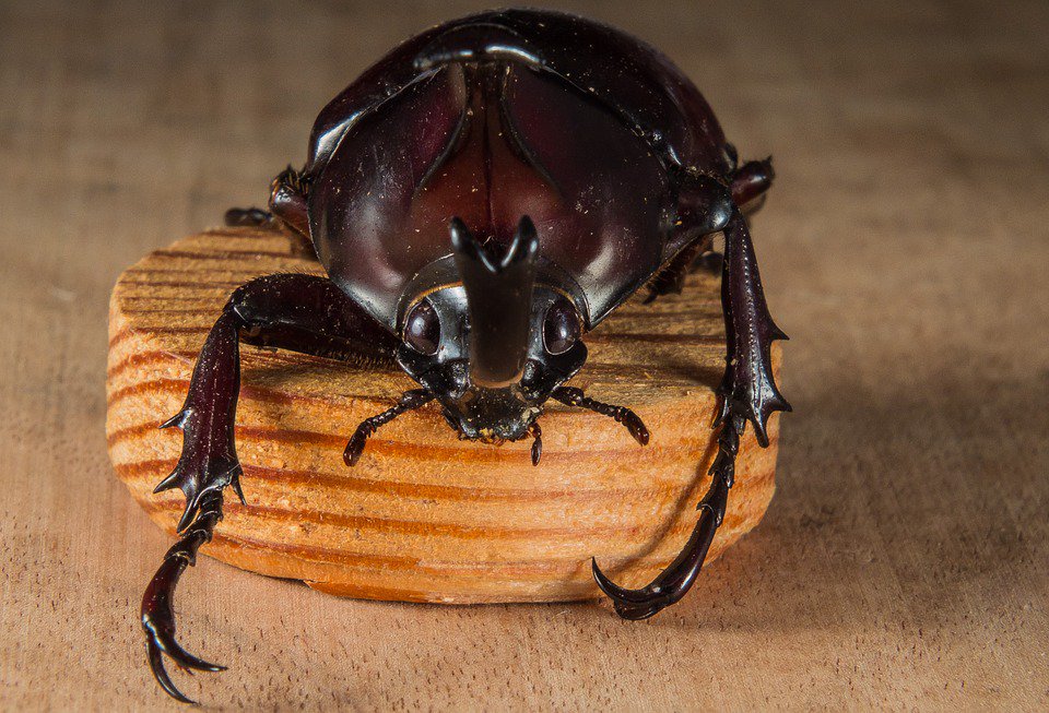 _SelectServices's tweet photo. Beetles are the most bio-diverse group of creatures known, with more than  380,000 species described to date!#Friday https://t.co/3FubTkelsg