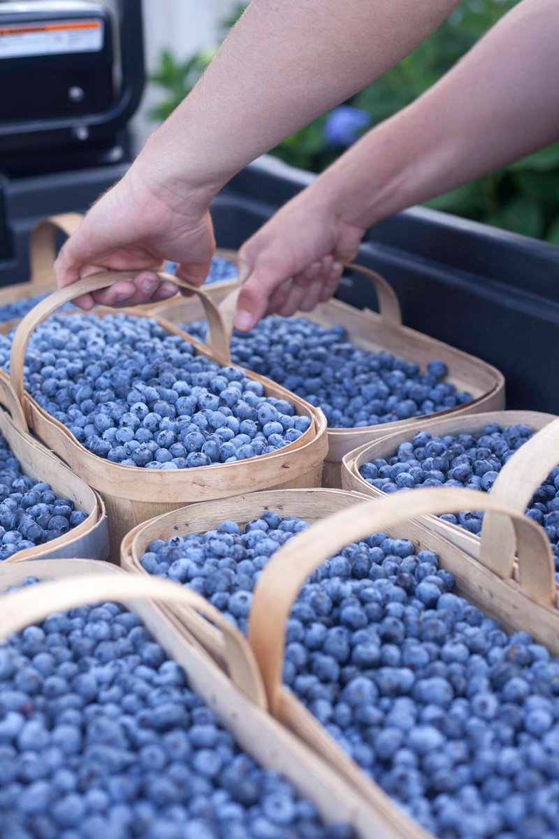 We have just two weekends left of #WOBlueberries16. Plan your visit to get your winter stash before we close.