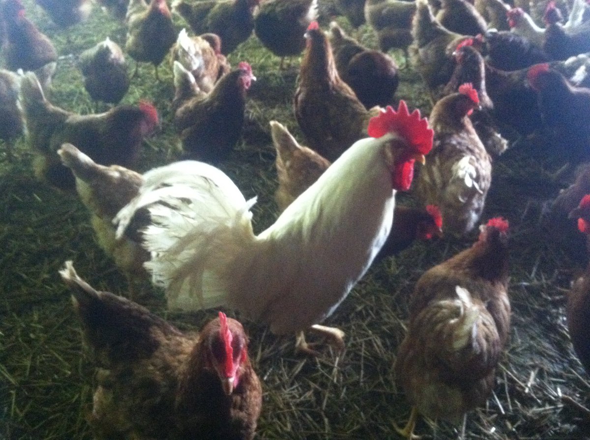 Inspecting the new mobile hen house!

Stop by this weekend for pasture raised fresh eggs &amp; frozen chicken (FINALLY!)