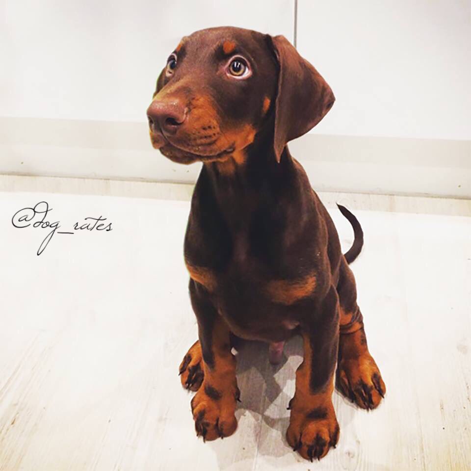 dog_rates's tweet photo. This is Brudge. He's a Doberdog. Going to be h*ckin massive one day. 11/10 would pat on head approvingly https://t.co/cTlHjEUNK8