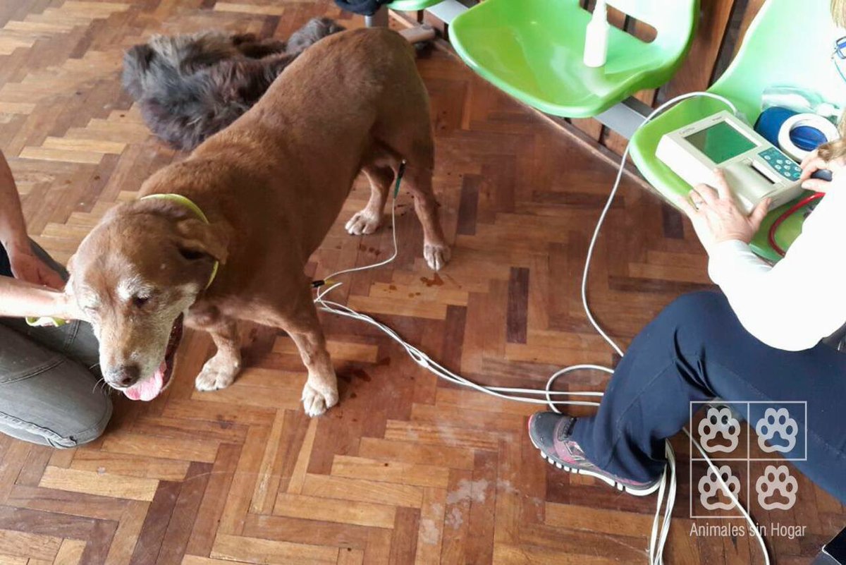 ASHcomUY's tweet photo. Descubrimos que Garoto es hipertenso, debe tomar Enalapril. Nos ayudan con su medicación? O podes ser su padrino ☺️ https://t.co/3JiqHTNzxS