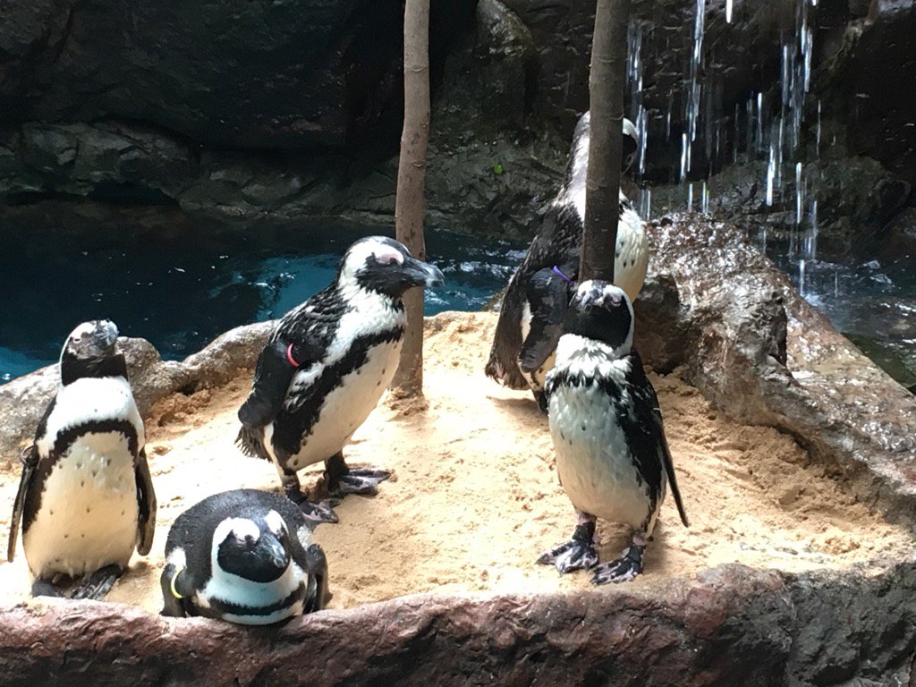 howdy y'all from <a href="/MikeAndSteveDWA/">DallasWorldAquarium</a>