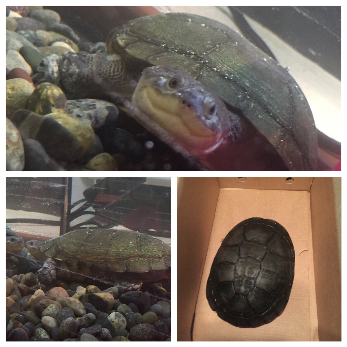 Kris10Tate's tweet photo. Thanks to the Pets in the Classroom Grant we now have Minecraft the African Long neck turtle. #ournewnormal https://t.co/HZLq5Fudgg