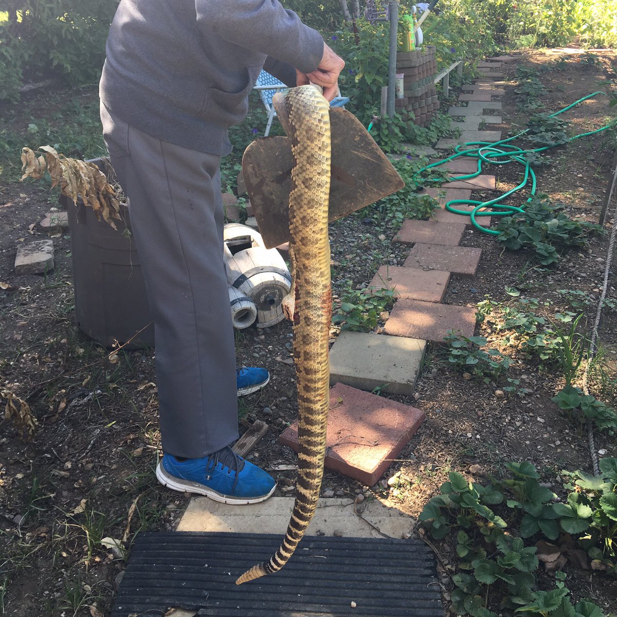 #WorldPhotoDay#DaddyO#rattlesnake