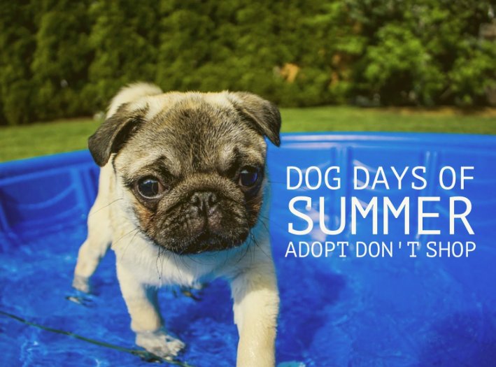 Bring your pal out to the @MFMSac this Saturday, we’re featuring a #DogDaysOfSummer  Pop-Up Shop!