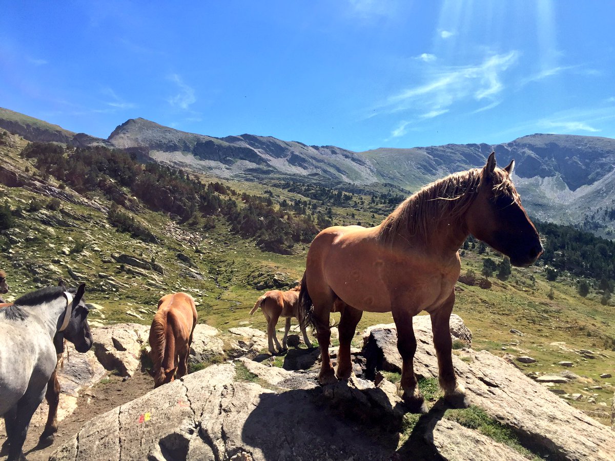 alexmegapc's tweet photo. Espectacle de #colors a la #comaderansol #andorra des del refugi de jan a 2220m #meteo #324eltemps #estiu #summer https://t.co/gQnfKtjfFv