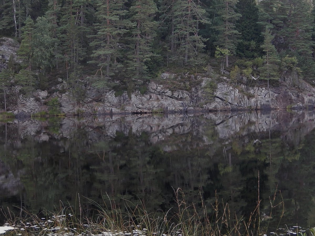 bevakarn's tweet photo. Utöver kantareller ger skogsvandring mycket för själen. Här njöt jag ikväll. #Hedared https://t.co/4hCRBYqC3k