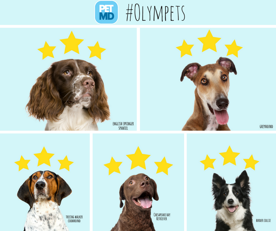 PetMD's tweet photo. Congratulations to all of the #winners in our 2016 #Olympets! #ClosingCeremony https://t.co/f4dQCm7EaV