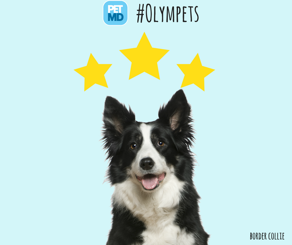 PetMD's tweet photo. Taking home the gold in the #Olympets #triathalon, the Border Collie! https://t.co/me4GMZjEwZ https://t.co/QrzeRHguaC