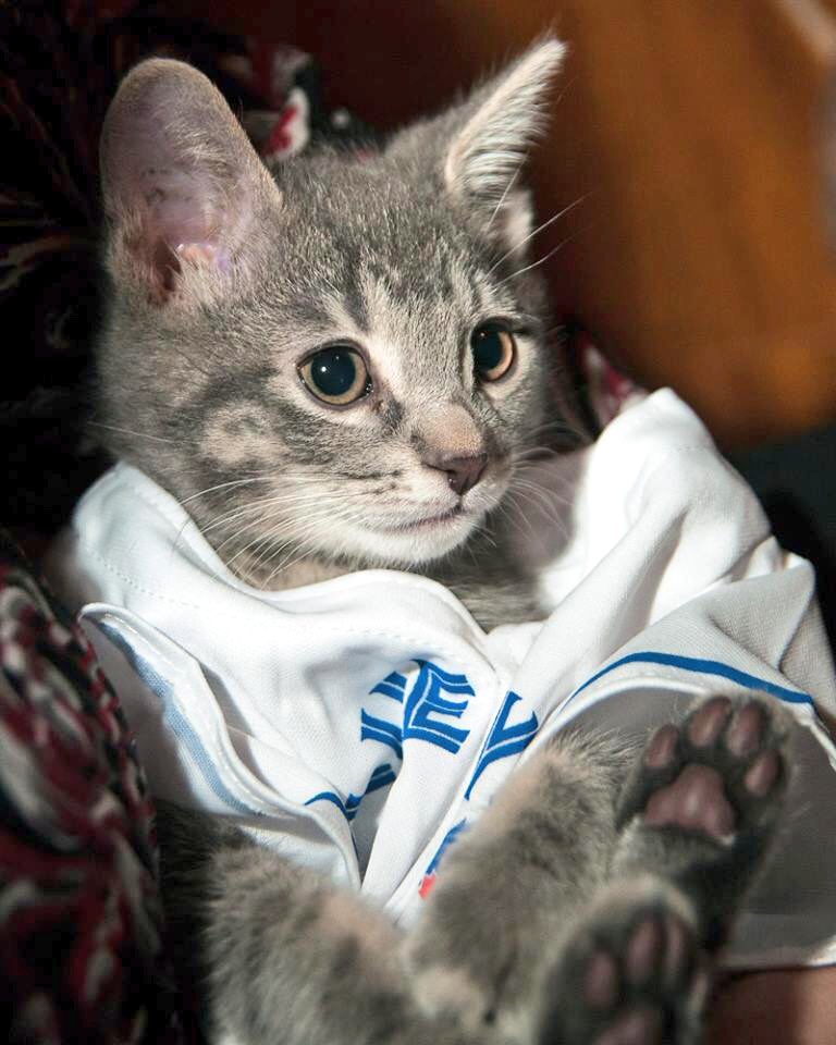 JoseMeowtista's tweet photo. Go @BlueJays Go! #BlueJays https://t.co/IOXQFjuMIu