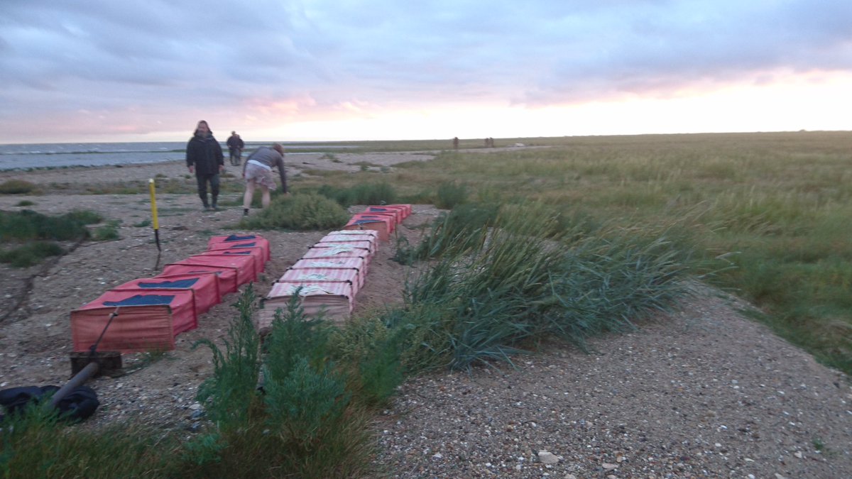 btorobrob's tweet photo. ... and they arrived right on cue. 120 oystercatchers safely extracted and awaiting processing #WWRG #BirdRinging https://t.co/YzP8viYBF8