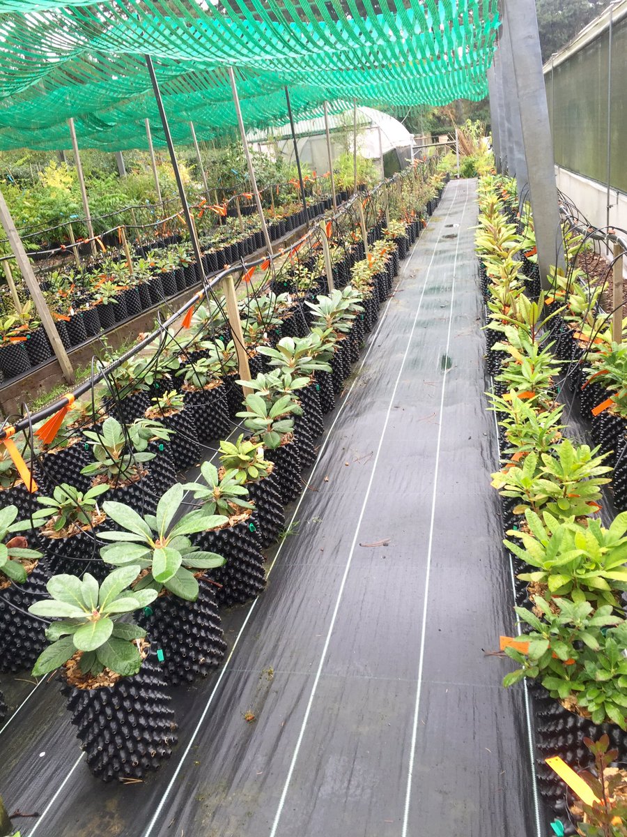 #Rhododendrons from #Vietnam thriving in #AirPots, peat free and the U.K. Climate <a href="/kewgardens/">KewGardens</a>