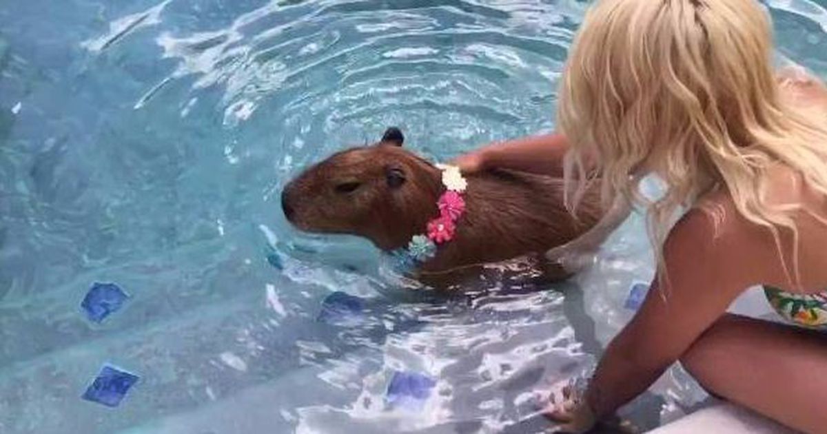Trendy capybara sports stunning floral choker at local pool: on.mash.to/2aOeX1s via <a href="/mashable/">Mashable</a>