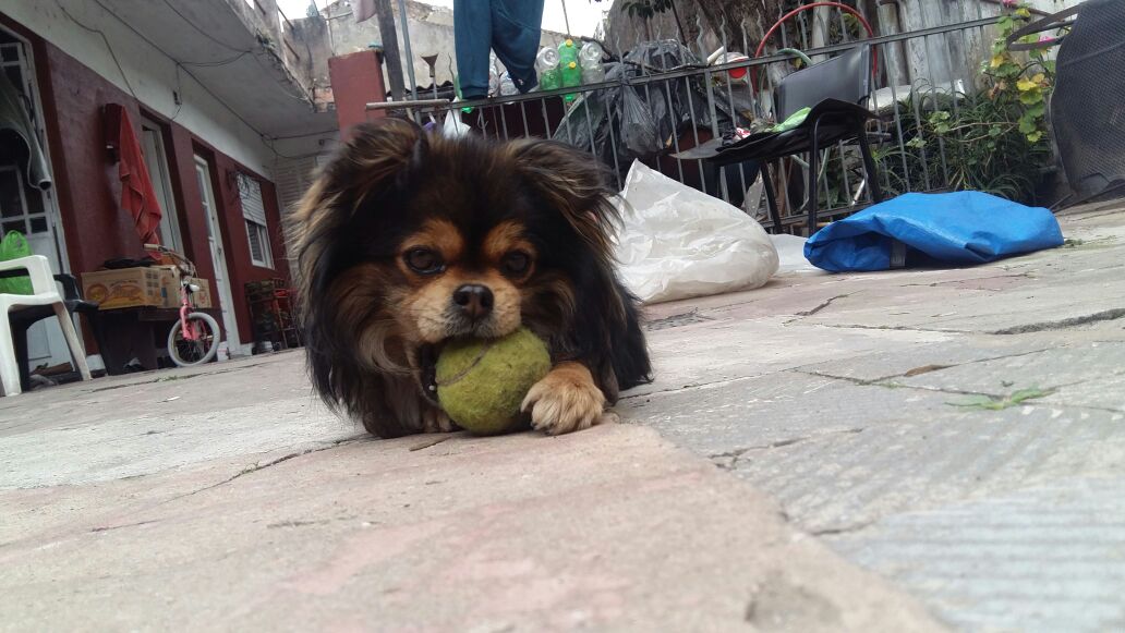 ADOPCIÓN!! Toto 3-5 años, maltratado. Atado dia y noche, fue rescatado y necesita hogar. <a href="/candetinelli/">Candela</a> <a href="/marchisergio/">Sergio Marchi</a>