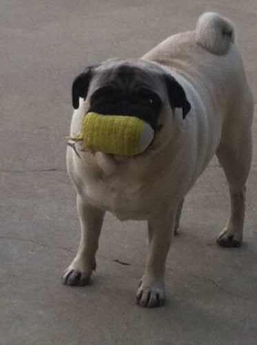 AVERYofficial's tweet photo. A real life photo of #pugcorn https://t.co/ZlpI6rxAbq