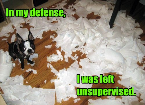 NaturalBalance's tweet photo. What mischievous adventures do your pets get into when you leave the house? https://t.co/3M2YTiPMPU