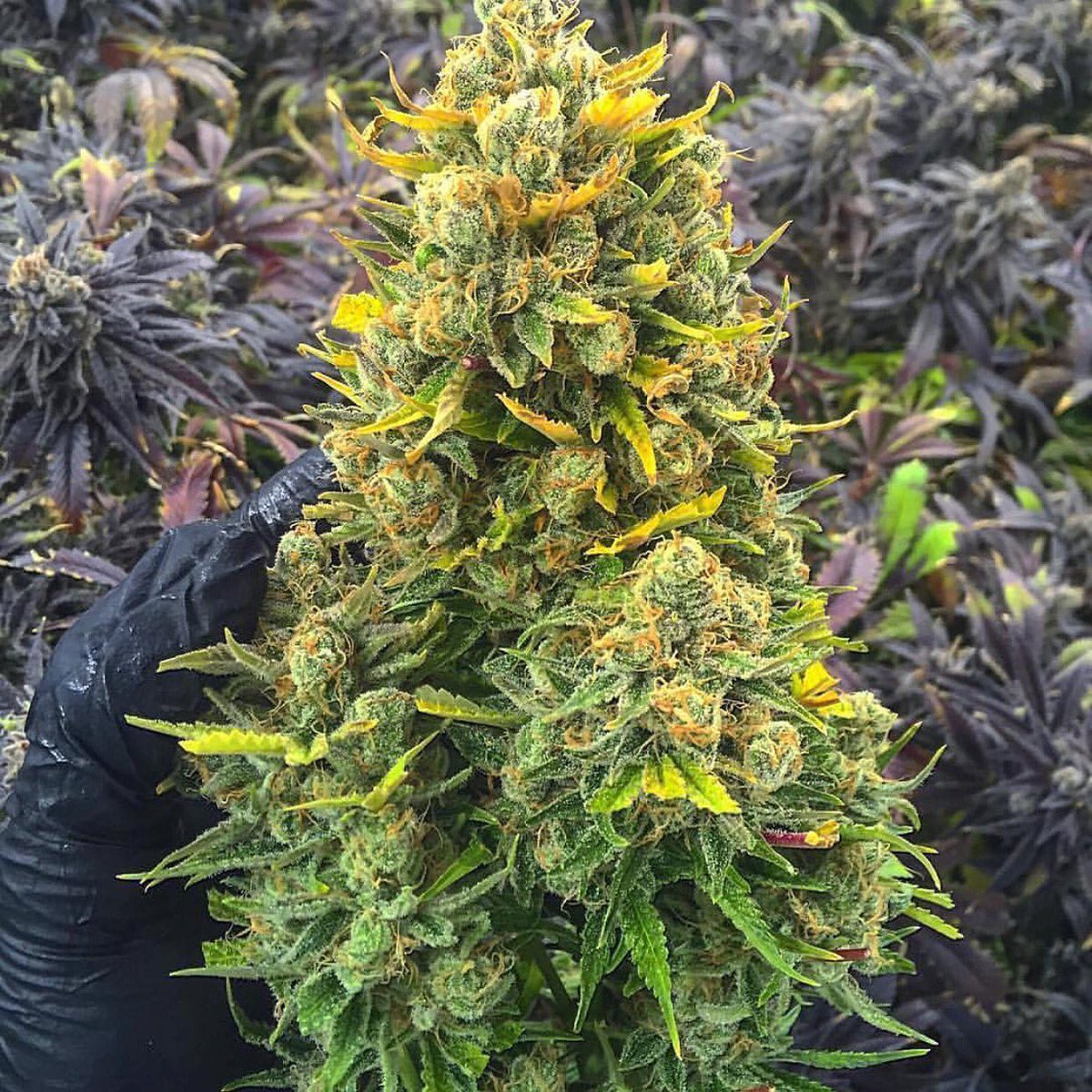 emeraldcityfire's tweet photo. 🔥🔥🔥🔥 https://t.co/mQaTyszIv7