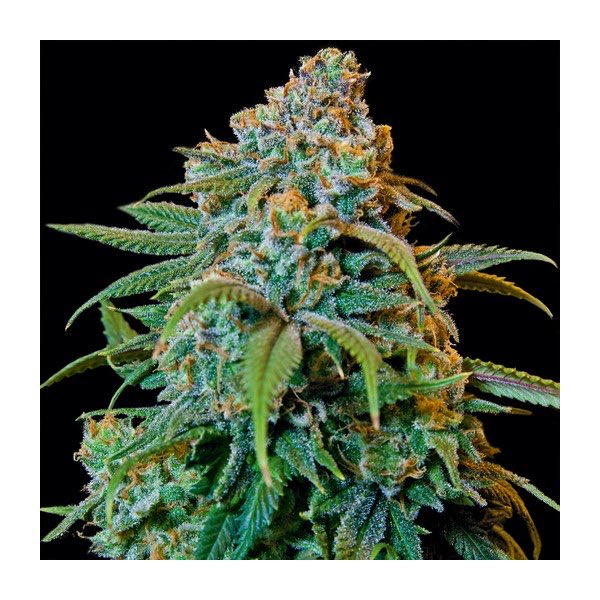 emeraldcityfire's tweet photo. Beautiful Liberty Haze🔥🔥🔥🇺🇸 https://t.co/5OwvBGJPR2