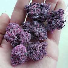 emeraldcityfire's tweet photo. Name these buds!😮 https://t.co/zLeADxVxUy