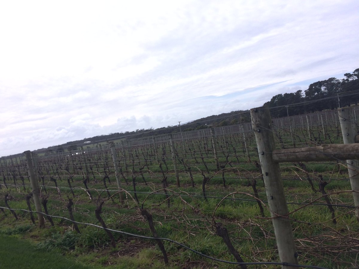 Pruning almost over #vines