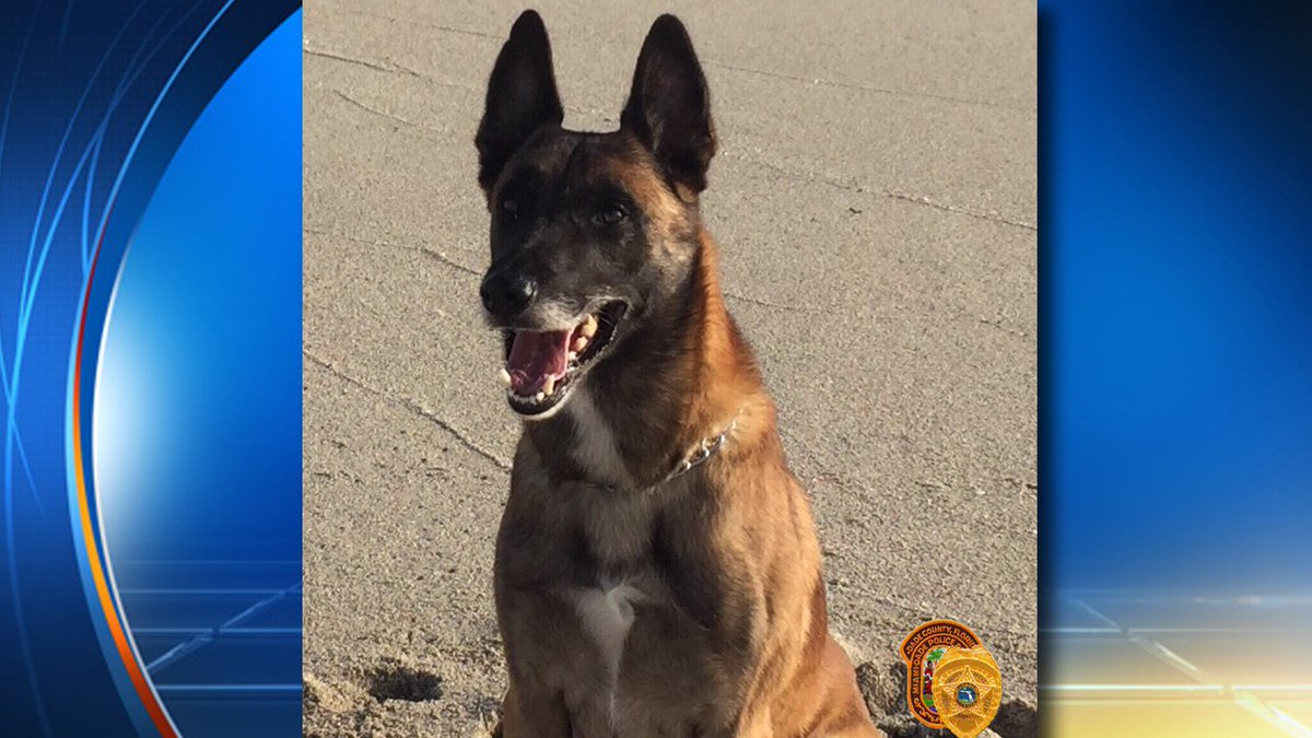 #UPDATE @MiamiDadePD have found K-9 Mikey! bit.ly/2btx9lr?utm_me… https://t.co/Wx9lG18LtY