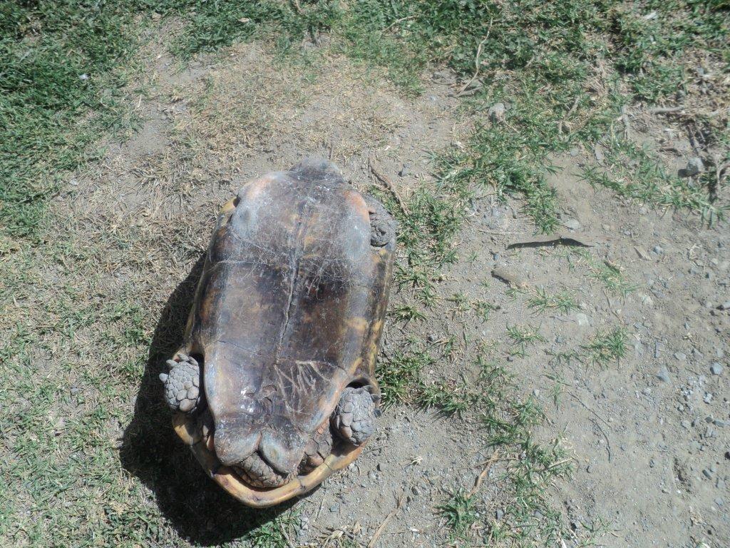 CGACuenca's tweet photo. En coordinación con @MAEAzuay decomisamos Tortuga Motelo sector Parque Industrial @CholaCabrera @MunicipioCuenca https://t.co/enjwTyVq9x