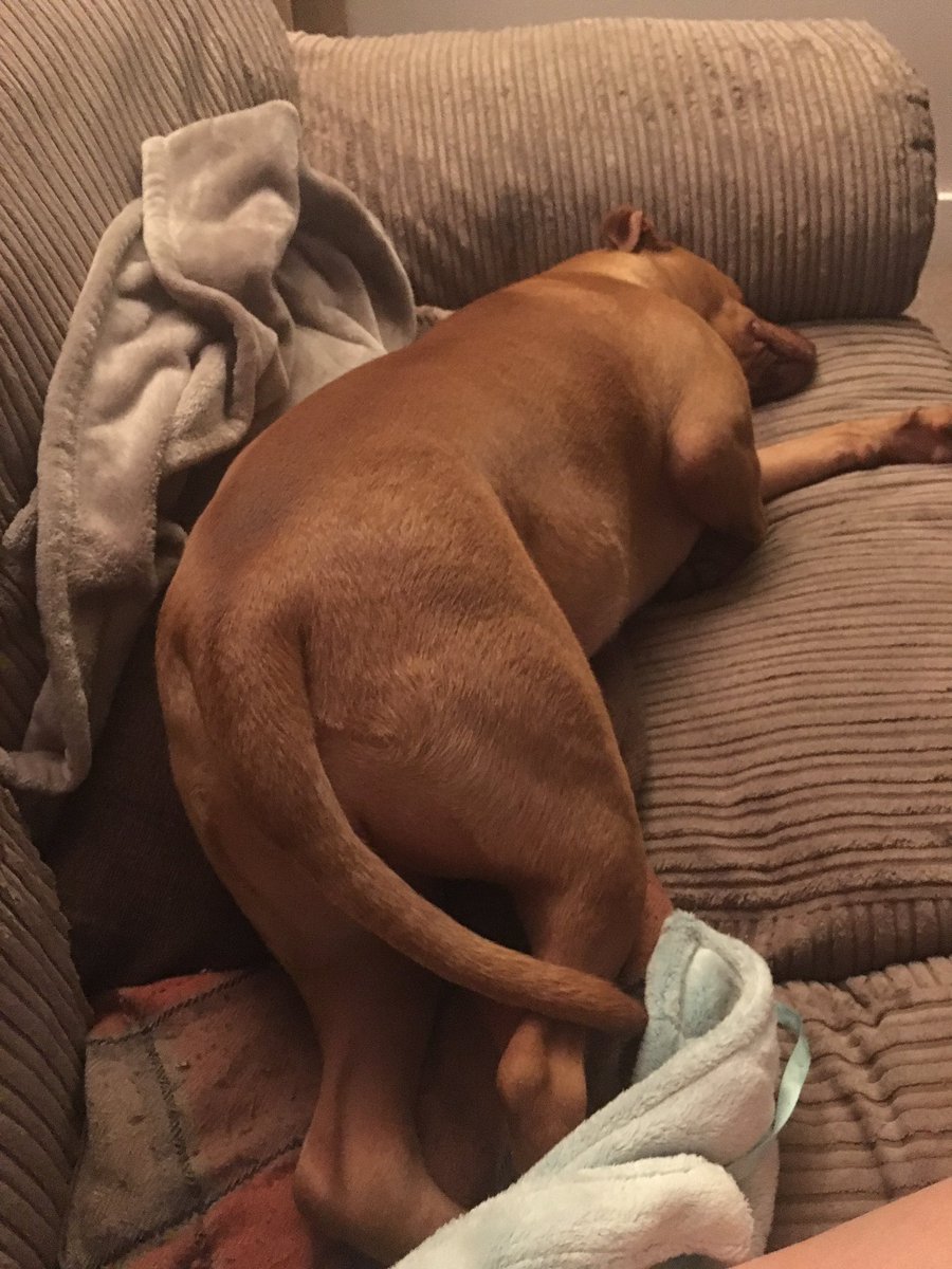 jodieann09's tweet photo. Friday night movie night with my buddy...shes great company 😂 https://t.co/R3T99sLwuC