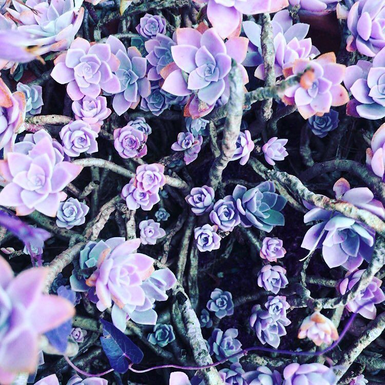 getinfra's tweet photo. Celebrating #worldphotographyday with our #infraredphotography! 
#photograph #photography #bearn #pyrenees #plant #… https://t.co/FYDiJ6Dn1E