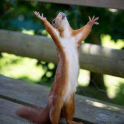 hpachapters's tweet photo. In honor of US Northeast Liaison Noah's birthday, Happy Squirrel Appreciation Day! The Squarmy is mighty &amp;...fluffy. https://t.co/bpAVptUifg