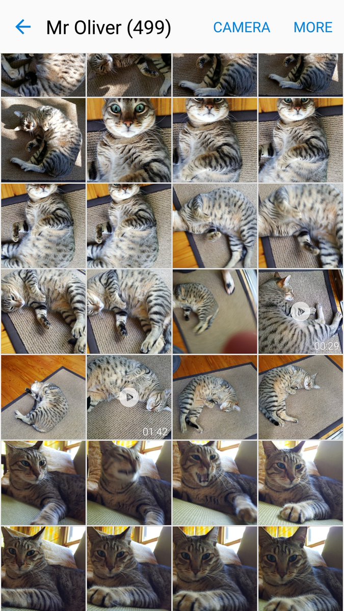 linmcgowan's tweet image. you know it #Olivermoments 💖🐱🐾 #needmorememory #WorldPhotoDay