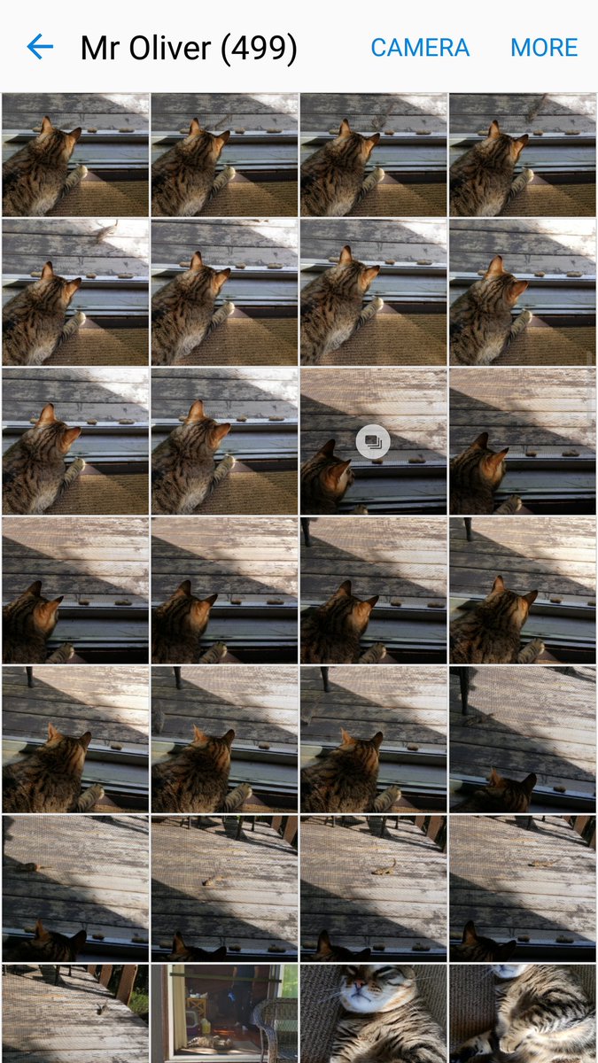 linmcgowan's tweet image. you know it #Olivermoments 💖🐱🐾 #needmorememory #WorldPhotoDay