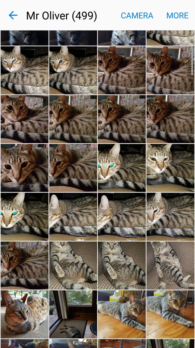 linmcgowan's tweet image. you know it #Olivermoments 💖🐱🐾 #needmorememory #WorldPhotoDay