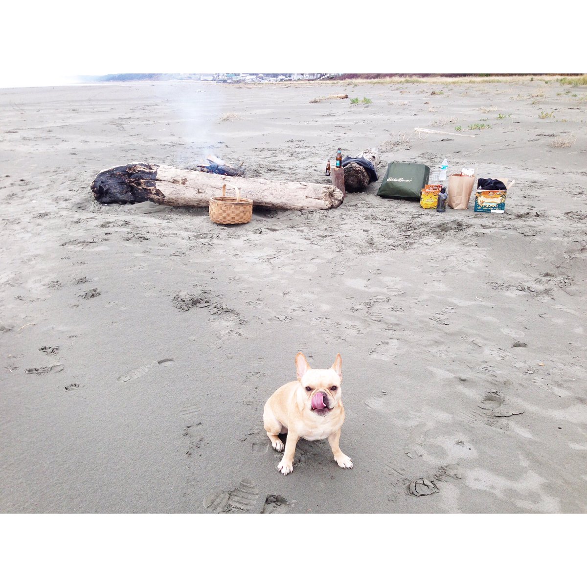 BanjoFrenchie's tweet photo. Who wants to go camping on the beach? 🌥 #FBF 
#frenchiefriday #frenchiesofinstagram #dogslife #frenchbulldog #beach https://t.co/zESs30RkWq