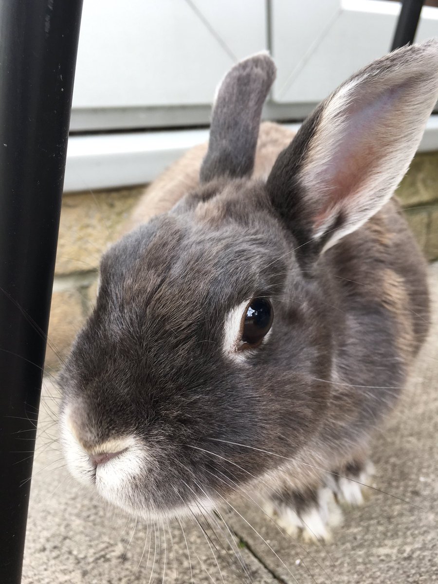 Bunbunsncl's tweet photo. Did you say I have 600 followers?? 🐰🐰 https://t.co/hr53TQChtV