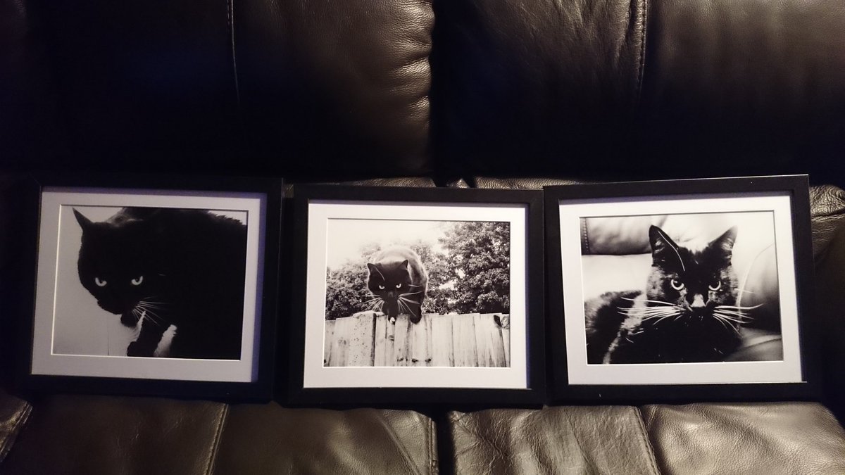 TheCatHeSay's tweet image. This is the full triptych.

Perhaps Big Puny Human is useful for more than Tycken.

#StaringBack