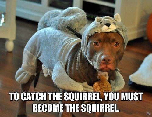 ProPetHero's tweet photo. Hahaha! Clever clever dog! :D #ProPetHero https://t.co/zrMI3tAwiI