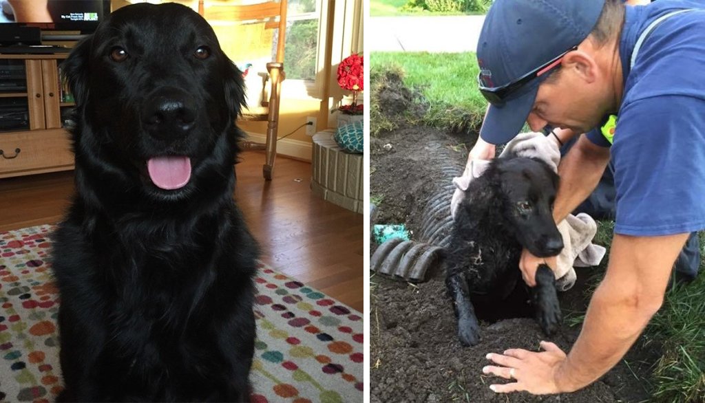 BuzzFeedNews's tweet photo. This Brave Dog Survived A Week Stuck In A Drainage Pipe By Himself https://t.co/3ESMDEOBff https://t.co/ENZydY8zMQ