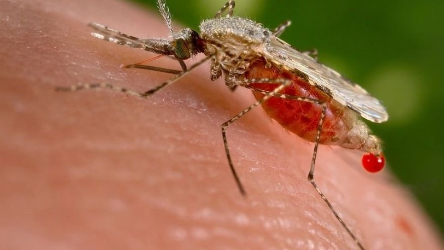Mosquitoes and the ... #AnophelesStephensi #Disease #Mosquito #SushrutaSamhita #news wp.me/p7uq53-6I6