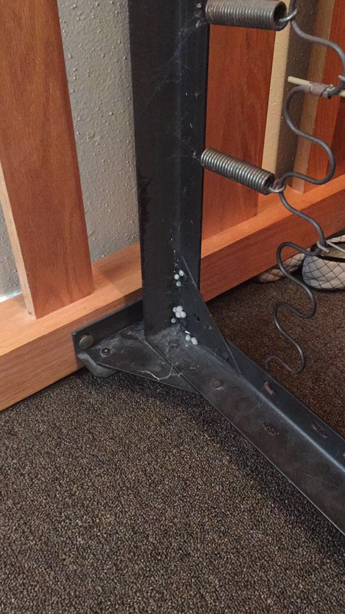 Jhop_10's tweet image. Pvamu please check your beds for spider eggs #pvamu #pvamu17 #pvamu18 #pvamu19 #pvamu20