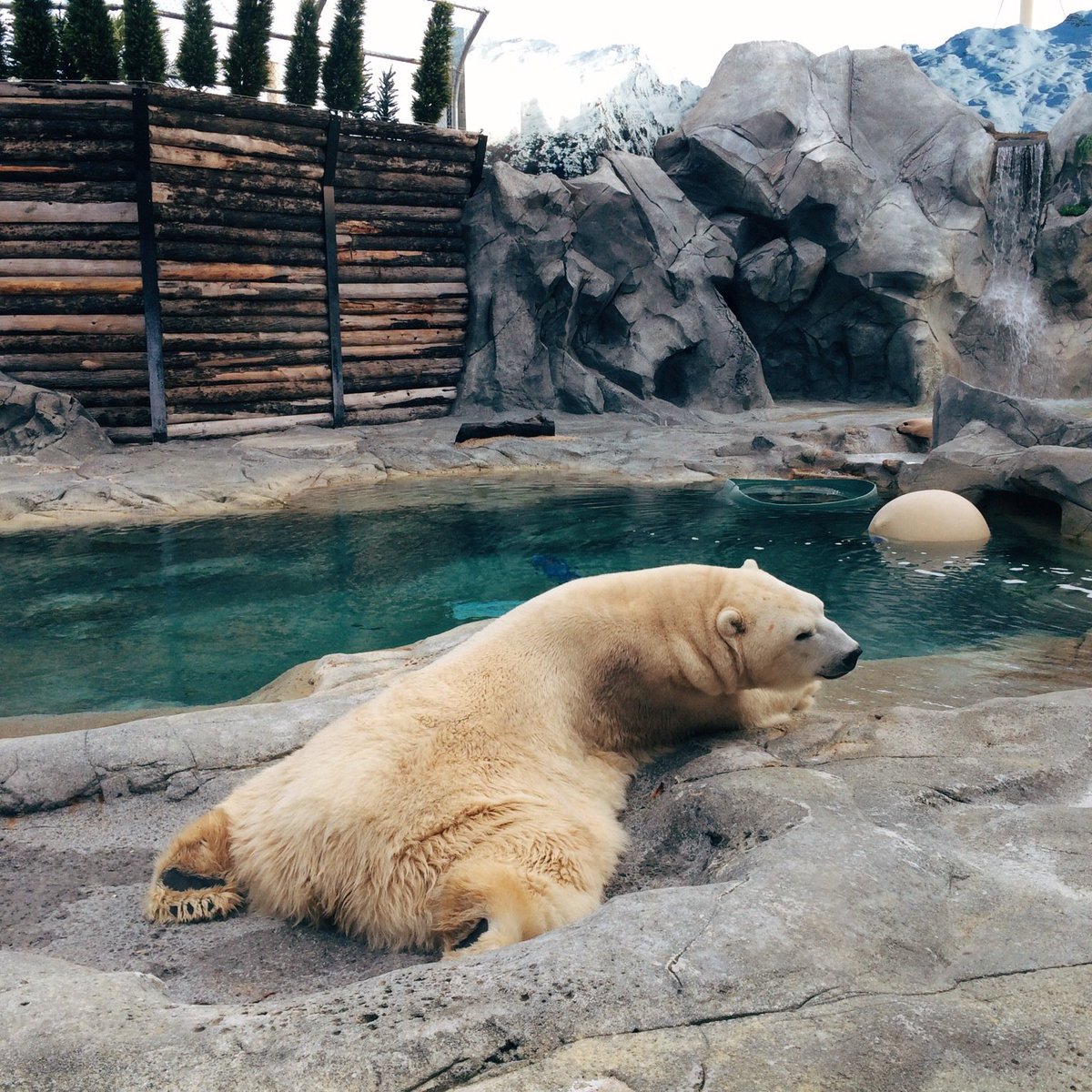 TravelVida's tweet photo. The Zoo 🐘 https://t.co/8HJzkW8nZN