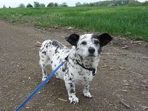 永ちゃん仕様 ダルメシアン Amp コーギー チャウチャウ Amp シベリアンハスキー ミックス犬です でっかいな 艸 ﾌﾟﾌﾟｯ T Co Lnn8z3ihja Twitter